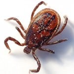 zecca